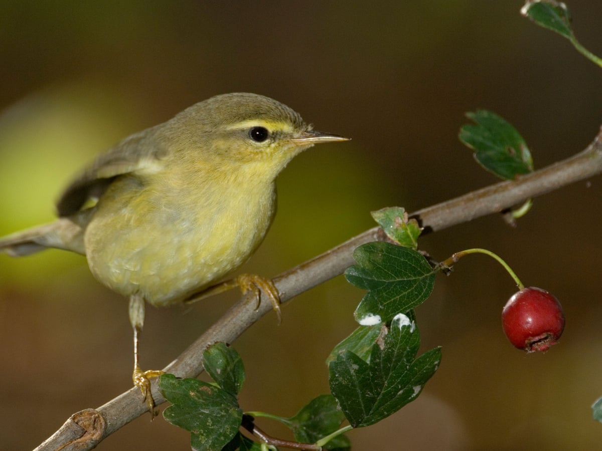 Country diary: Suddenly I crave to hear a willow warbler | Birds | The Guardian