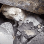 A Dog’s Tale of Peril and Hope: Rescue Under the Rock