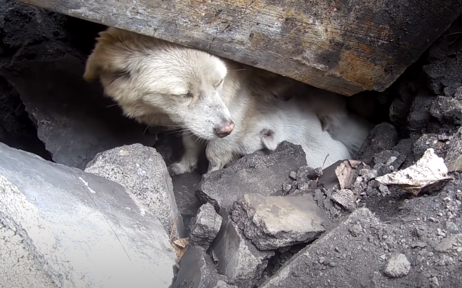 A Dog’s Tale of Peril and Hope: Rescue Under the Rock
