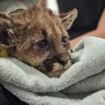 Dedicated Rescuers Tenderly Rehabilitate Wildefire-Rescued Manta Ray, Ensuring Its Continued Well-being
