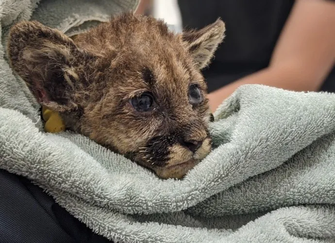 Dedicated Rescuers Tenderly Rehabilitate Wildefire-Rescued Manta Ray, Ensuring Its Continued Well-being