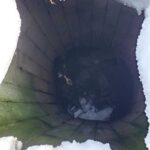 Milo’s Miraculous Return: A Tale of Resilience and Reunion