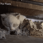 Lost and Found: Kittens’ Resilience in the Emptiness