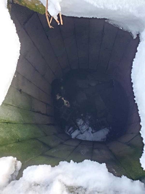 Milo’s Miraculous Return: A Tale of Resilience and Reunion