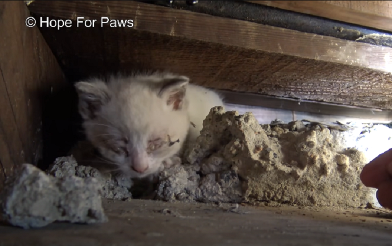 Lost and Found: Kittens’ Resilience in the Emptiness