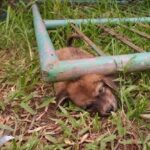 A Cry for Help: Rescuing the Stray Dog Beneath the Iron Gate