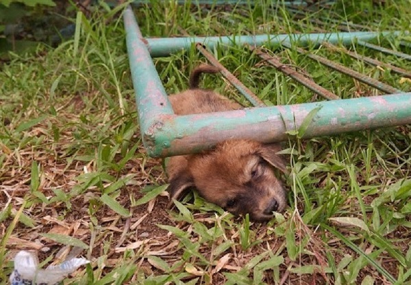 A Cry for Help: Rescuing the Stray Dog Beneath the Iron Gate