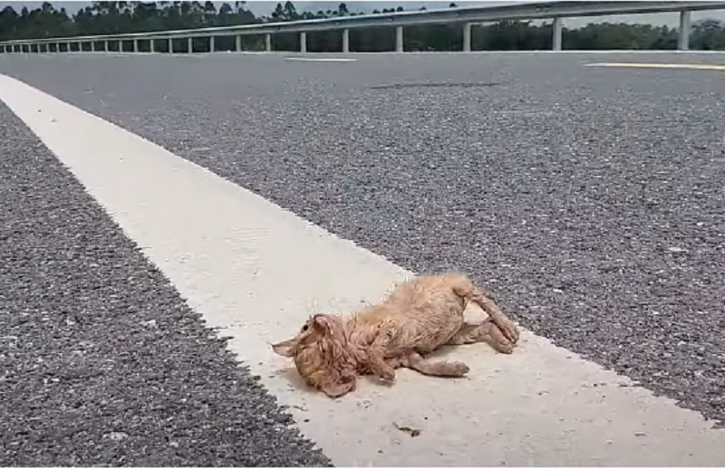 A Tale of Resilience: The Small Cat’s Encounter with Indifference