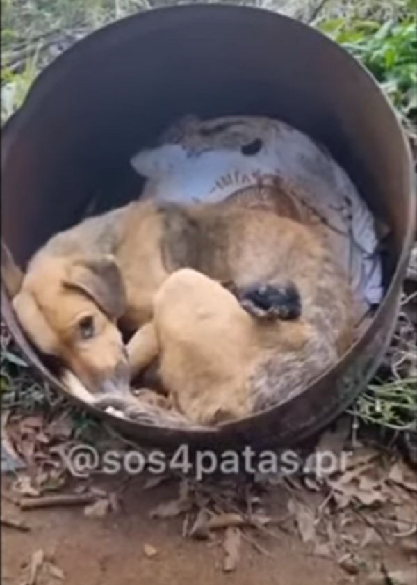 The Power of Newborn Puppies: Purr Moms’ Cries and Regretted Unintentional Actions