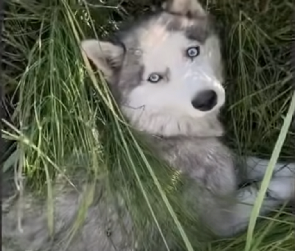 A Miraculous Encounter: A Tale of Hope and the Unconscious Rescuer