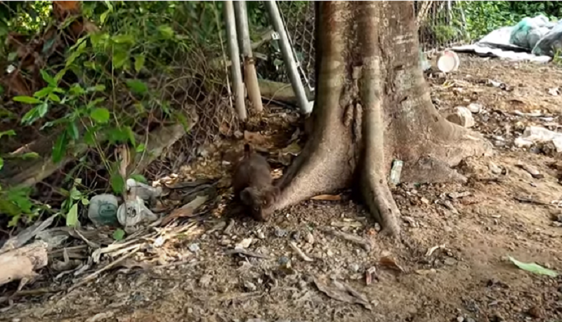 A Chance Encounter: Unlikely Friendship in the Street