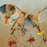 Seidenschwanz im Herbst Die Erscheinung dieser gefiederten Schönheit