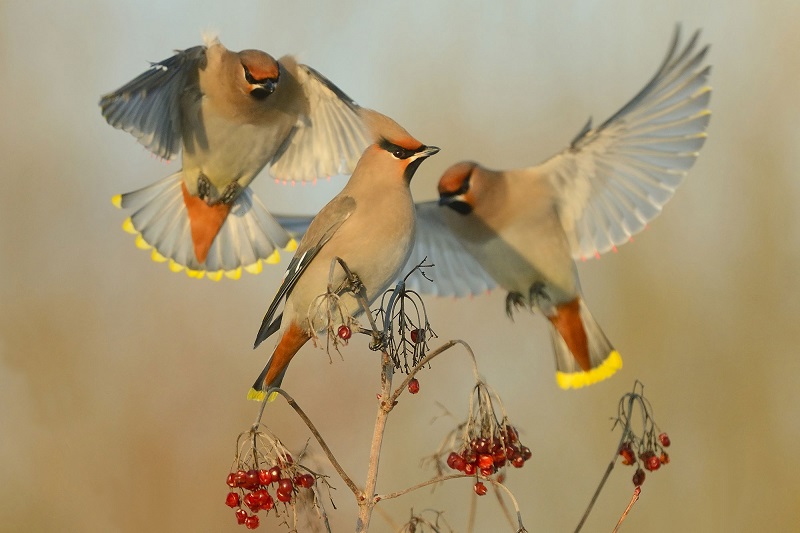 Seidenschwanz im Herbst Die Erscheinung dieser gefiederten Schönheit
