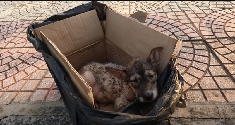 Trying to Save Puppies Who Are Living Their Last Moments in a Cardboard Box on the Street