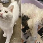 Stray cat nursed its pregnant lover