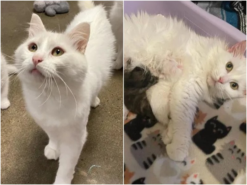 Stray cat nursed its pregnant lover