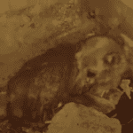 The Ailing Stray Dog: Finding Solace in the Abandoned House