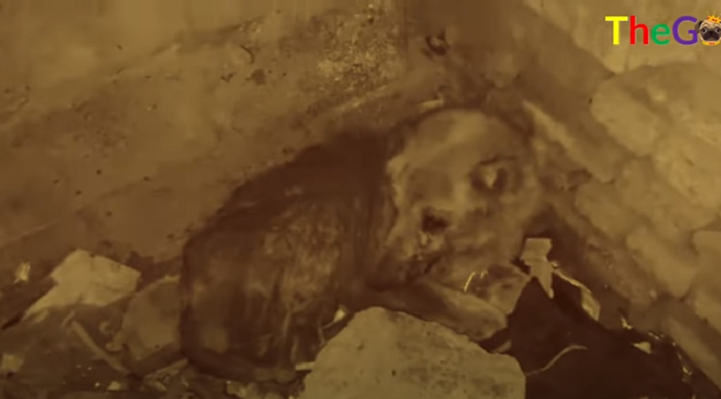 The Ailing Stray Dog: Finding Solace in the Abandoned House