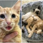 Kitten with jaw injury teaches fearful sister to trust people