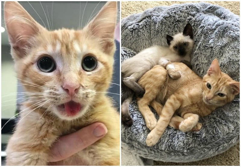 Kitten with jaw injury teaches fearful sister to trust people