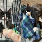 Three emaciated cats looked pitifully at passersby