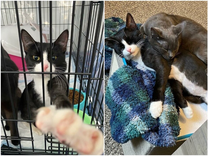 Three emaciated cats looked pitifully at passersby