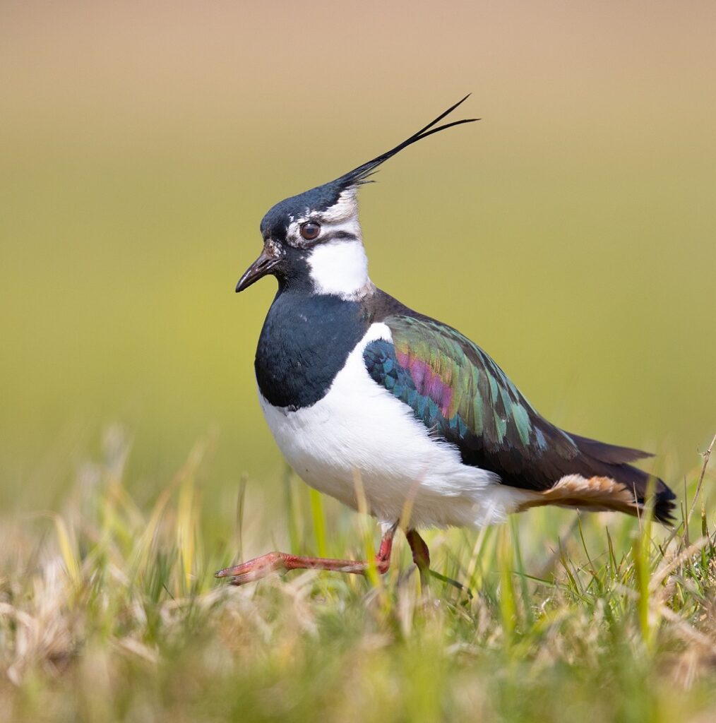 The Northern Lapwing (Vanneau Huppé) Nature’s Lively Acrobat