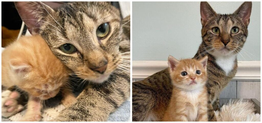 People noticed a pregnant cat who looked at them with a plaintive look