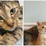 People noticed a pregnant cat who looked at them with a plaintive look