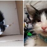 Weak kitten did not want to communicate with anyone until he met the future owner