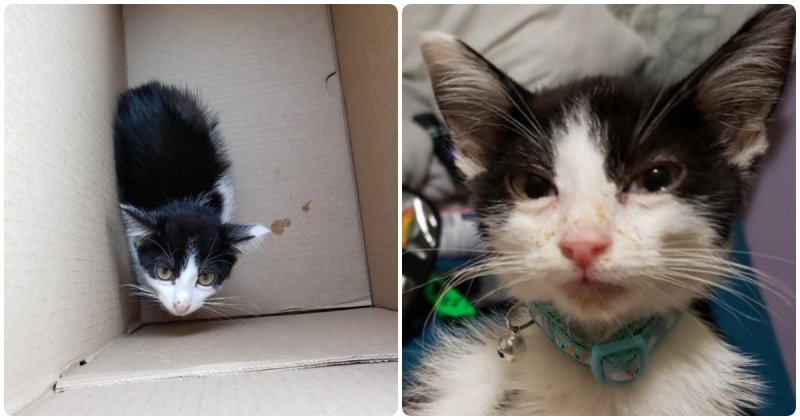 Weak kitten did not want to communicate with anyone until he met the future owner