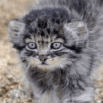A manul cub named Dasha is a wild kitten who grew up in a human family