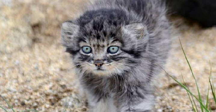 A manul cub named Dasha is a wild kitten who grew up in a human family