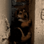 A Second Chance at Life: The Remarkable Story of Tinny and the Street Puppies