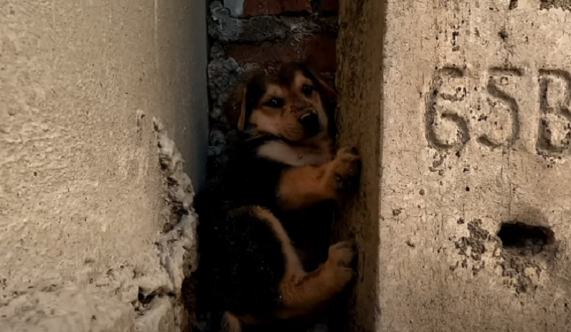 A Second Chance at Life: The Remarkable Story of Tinny and the Street Puppies