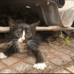 A Tale of Rescuing a Motherless Kitten from the Wild Wastes