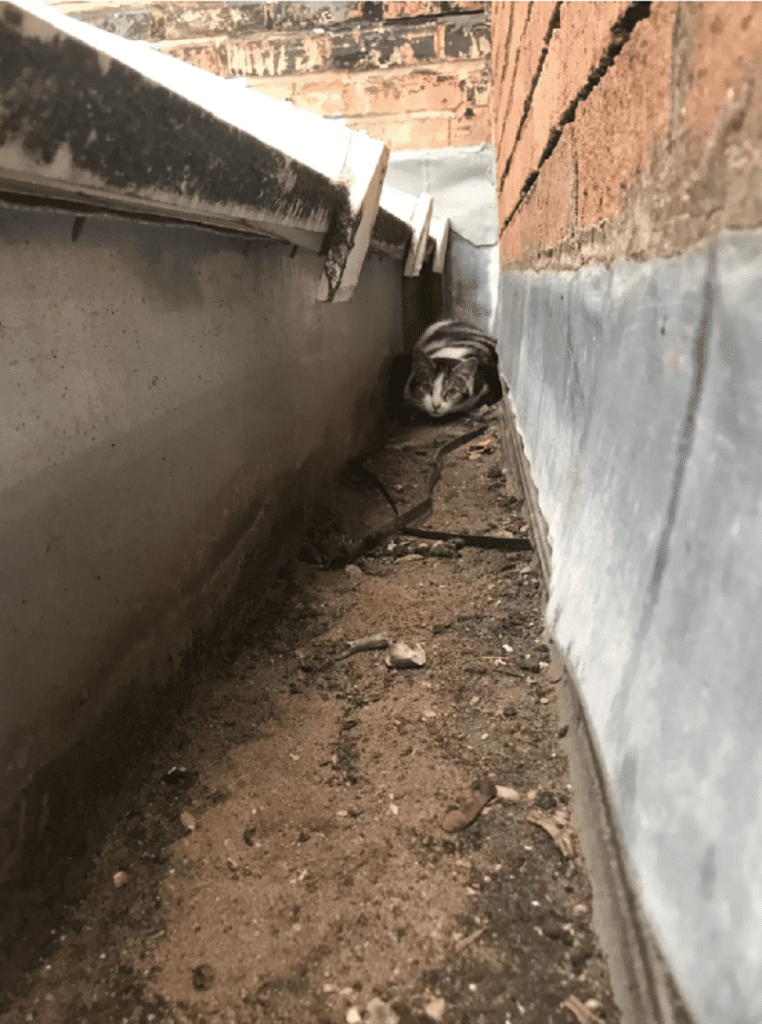 A Miracle in the Rain: Family Discovers Someone Hidden Beneath the Tears of Heaven