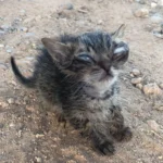 A Stray Cat’s Journey: Finding Home Despite Losing Sight in the Streets of Cypress