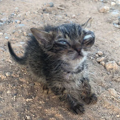 A Stray Cat’s Journey: Finding Home Despite Losing Sight in the Streets of Cypress