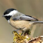Bird Hybridization More Common in Human-Altered Environments