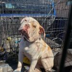 The dog was shot twice in the head and only survived because of love