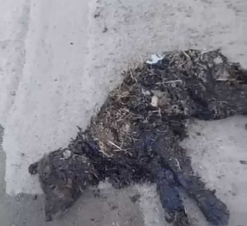 Lar𝚐e Moments of T𝚊r Get into Her E𝚊rs and Eyes, 𝙲𝚊using Her S𝚎v𝚎re Poin𝚜 and Internal Bleed𝚖g