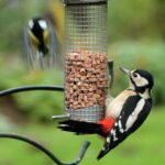 The Greater Spotted Woodpecker A Master of the Trees