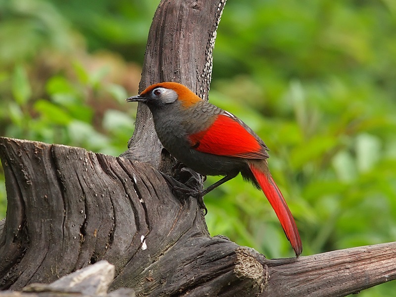 The Enigmatic Red-tailed Laughingthrush A Symphony of Colors and Song