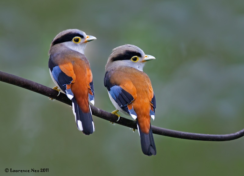 Silver-breasted Broadbill Nature’s Shimmering Jewel
