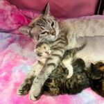 A pregnant cat looked hopefully at people passing by