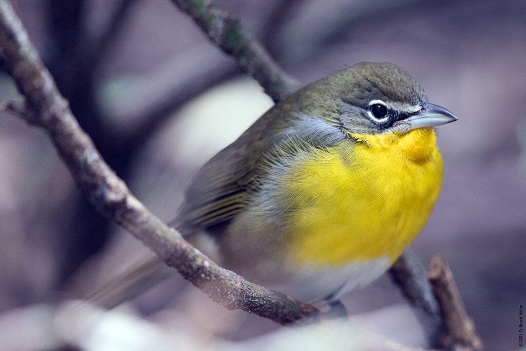 Top 5 Once In A Lifetime Songbirds