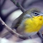 Top 5 Once In A Lifetime Songbirds