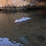 Reveals the first discovery of an alien creature with two claws and a giant skull!