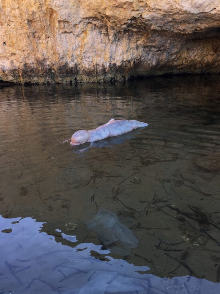 Reveals the first discovery of an alien creature with two claws and a giant skull!